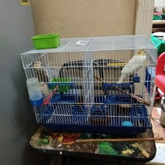 lucky the cockatiel and Goldie the cockatiel