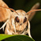 MothMommy