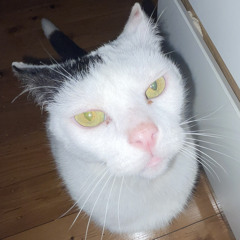 angus