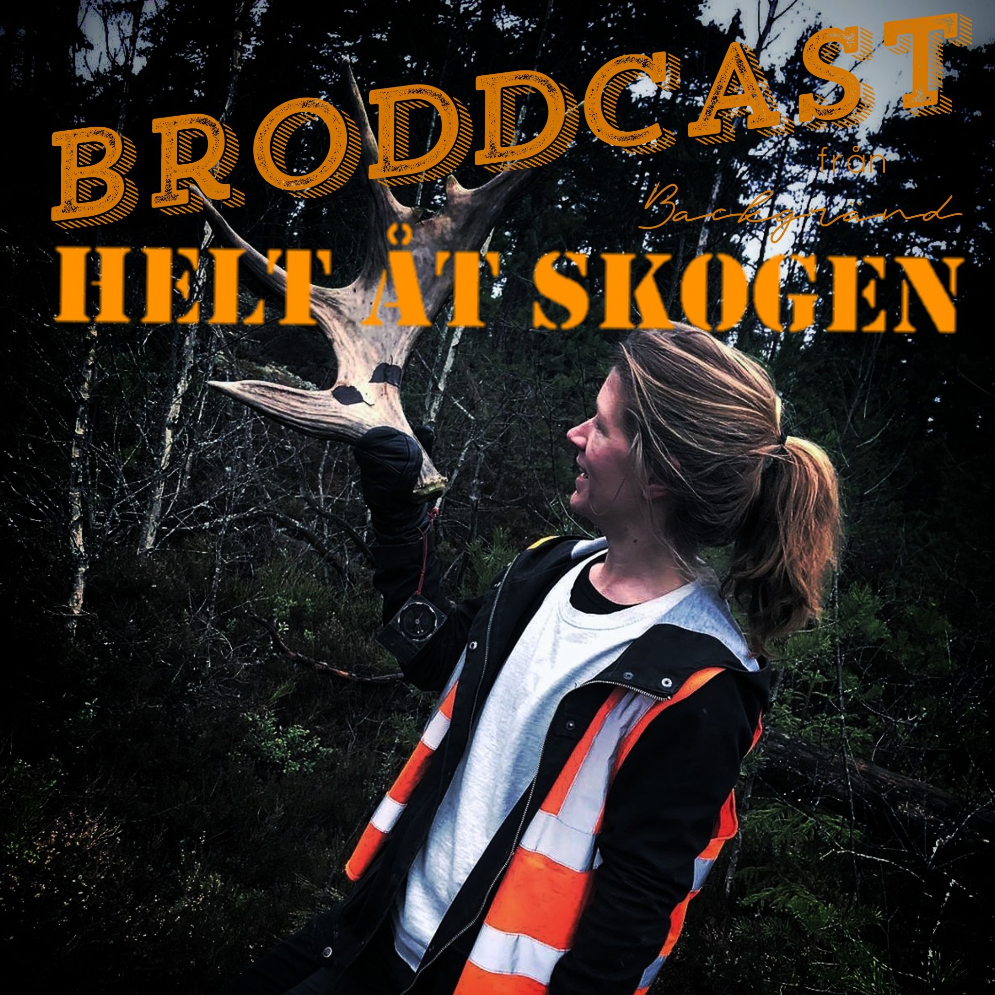 Broddcast från Backgränd HELT ÅT SKOGEN: Älgpremiär