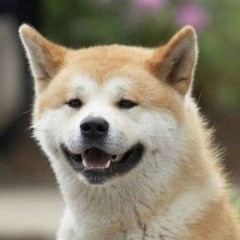 Yellow Husky