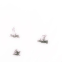 hayami ⌱♃