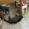 Kity cat