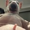 don vito