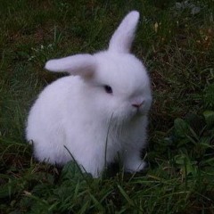 chu🐇