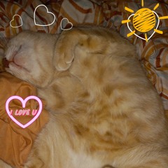 love cats