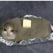 Die Butterkatze