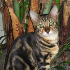 Lulucat