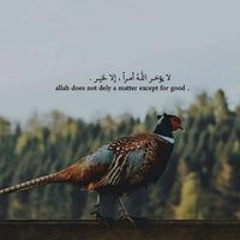 Mariam Qassem