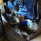 King sam the dog
