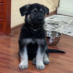 ฅ⁠^⁠•⁠ﻌ⁠•⁠^⁠ฅ