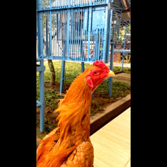 remBO_05