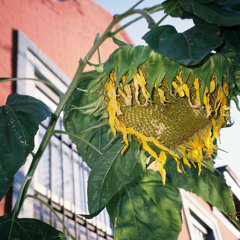 FRIENDS WITH A GHOST