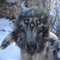 talk2goat
