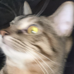 usermamoglinbag