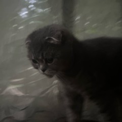 Λrisu