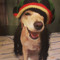 morgo4