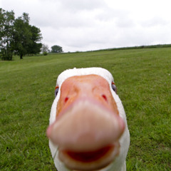 dan