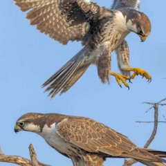 محمود العريمي