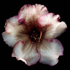 flowerinthedark