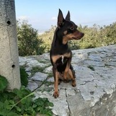 Miquel Tugores Saíz