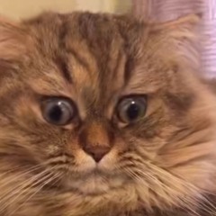 A_n_n ಠಿ⁠_⁠ಠ