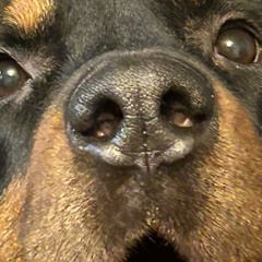 Rotts