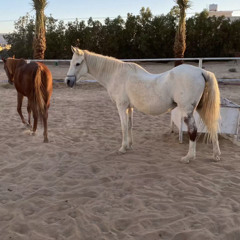mahra