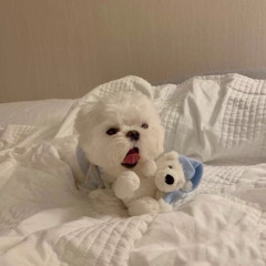 침대 안이 젤루 조아