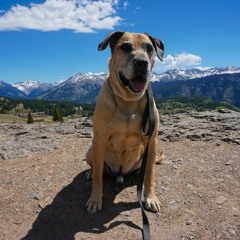 Walking Dog