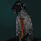 666_canine