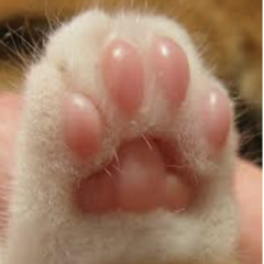 toe beans