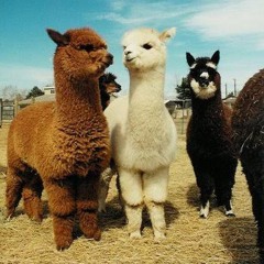 hello my name is alan