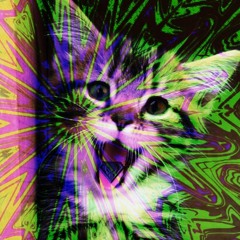 Cat On MDMA