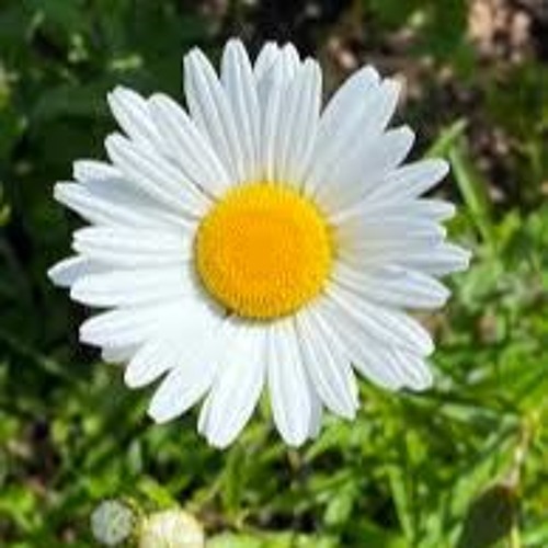 Daisy flower’s avatar