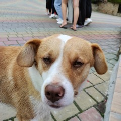 пака бобік 😭