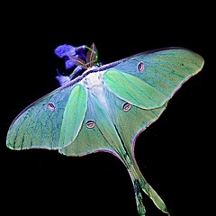 Lana moth