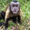 funky monke