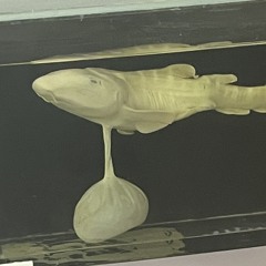 Lucarius