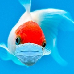 Fish in mountain dew