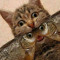 Leonid