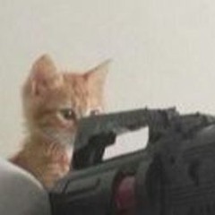 Cat with an AR