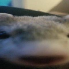 Jabr