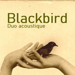 Blackbird