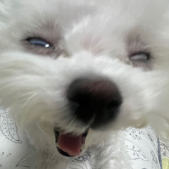 jiggyboy
