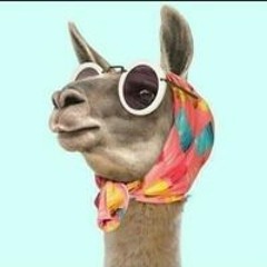 آلاء الحرايرى