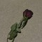 withered roses