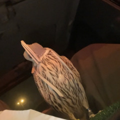 b 6