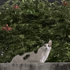 단풍나무수액