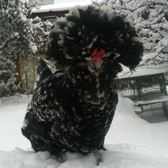 Михаил Андреев